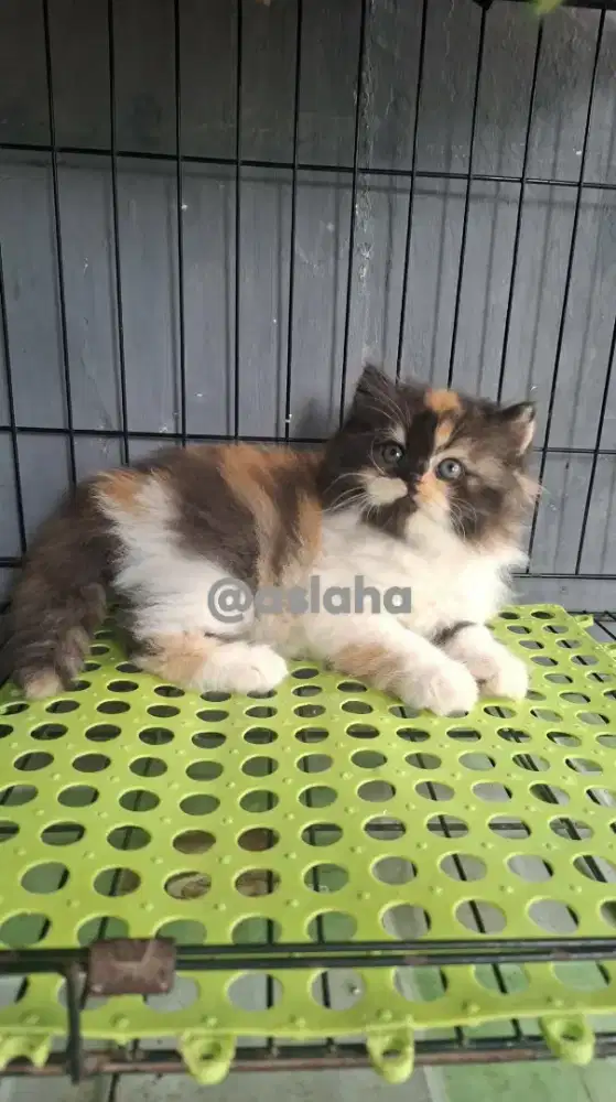 Anak kucing anggora/kitten persia betinal/kucing  persia  betina