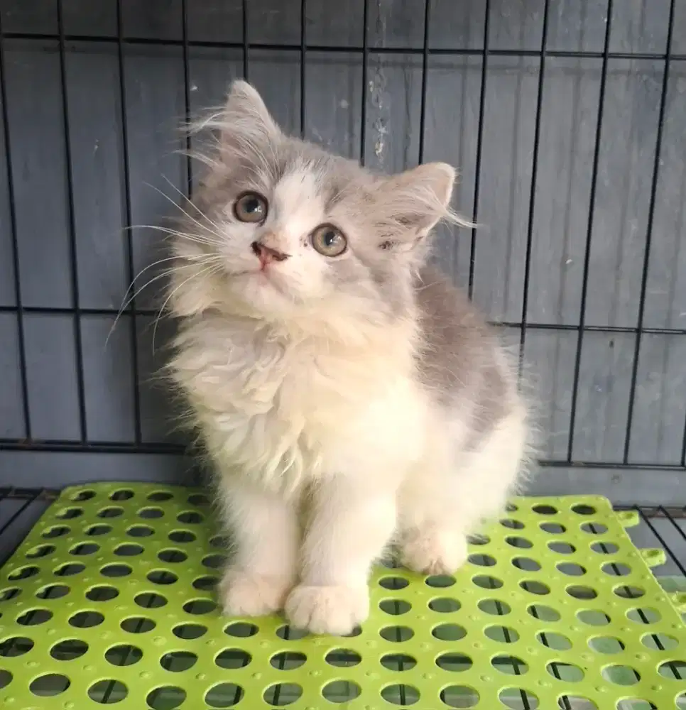 Anak kucing anggora/kitten persia betina /kucing persia betina