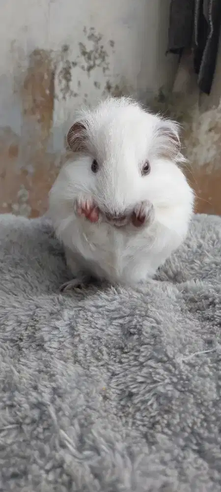 Marmut American White GuineaPig Jantan