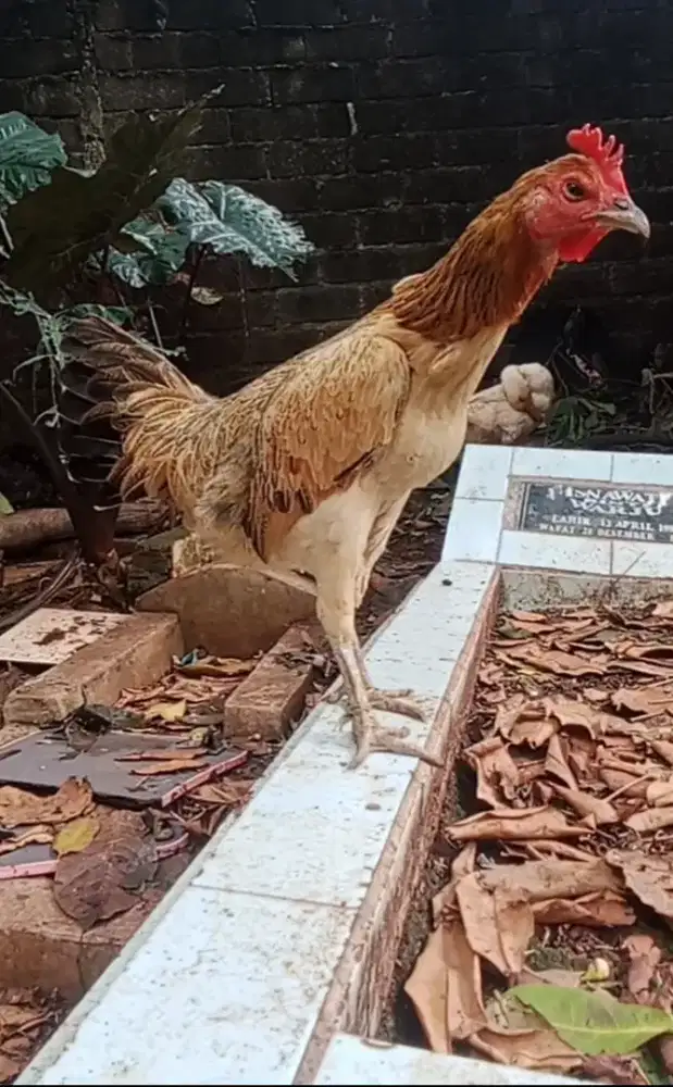 Ayam pelung betina 2ekor
