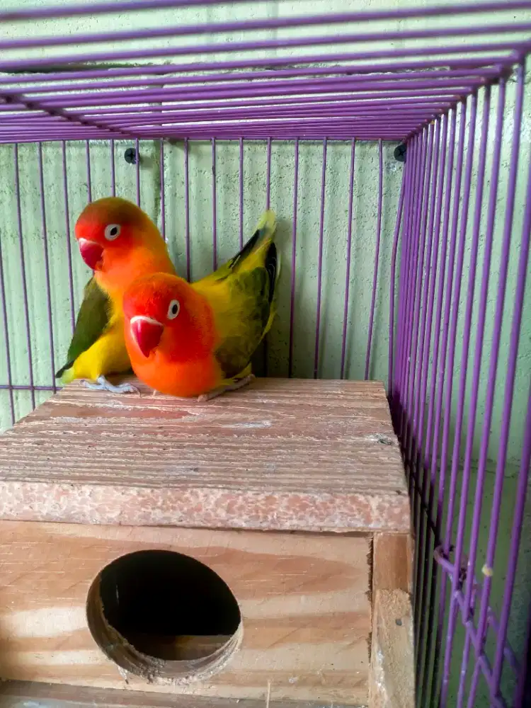 Lovebird euwing pasangan produksi