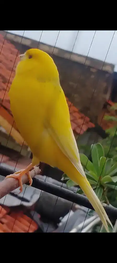 Kenari AFs ekstrajoss