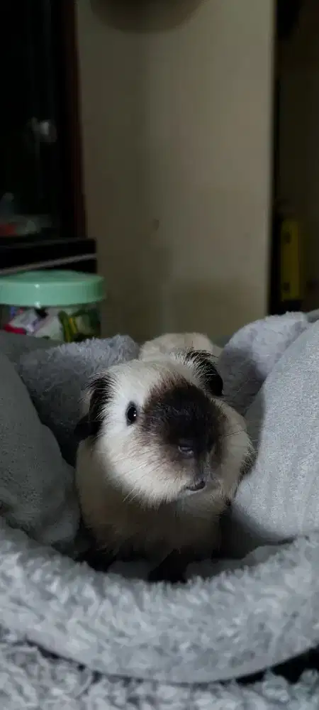 Marmut American California GuineaPig