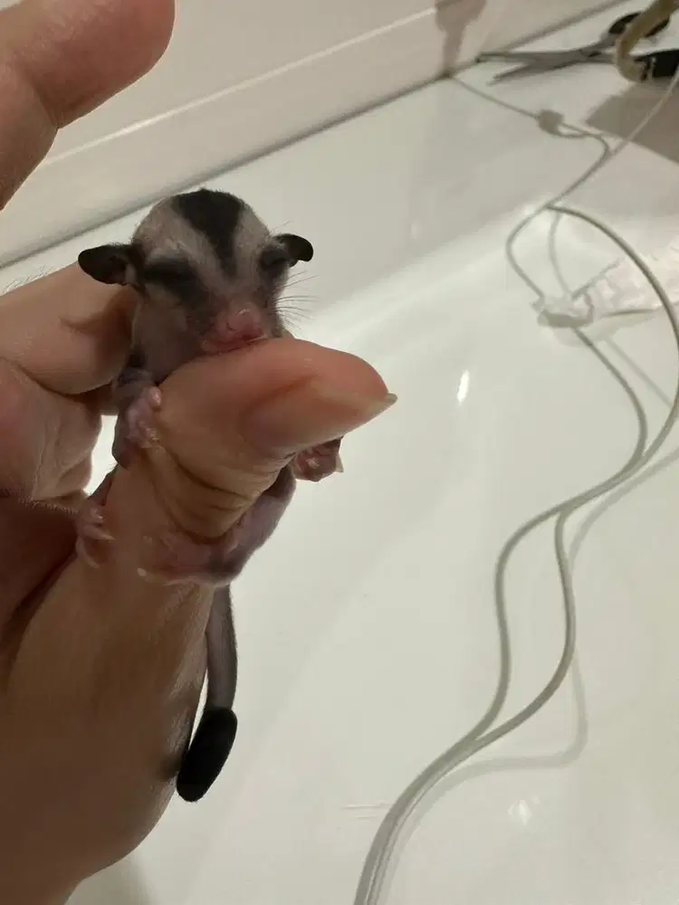 Sugar Glider Joey OOP 2 mingguan