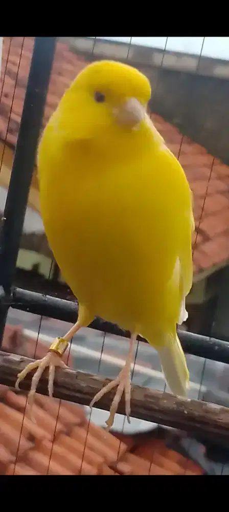 Kenari AFs extrajoss prospek