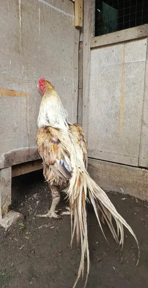 Ayam ekor lidi ori