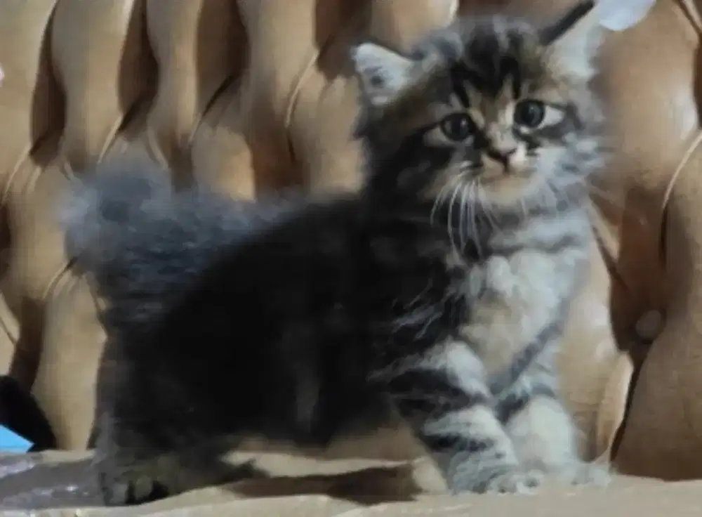 Kitten 6 Minggu Lepas Adopt