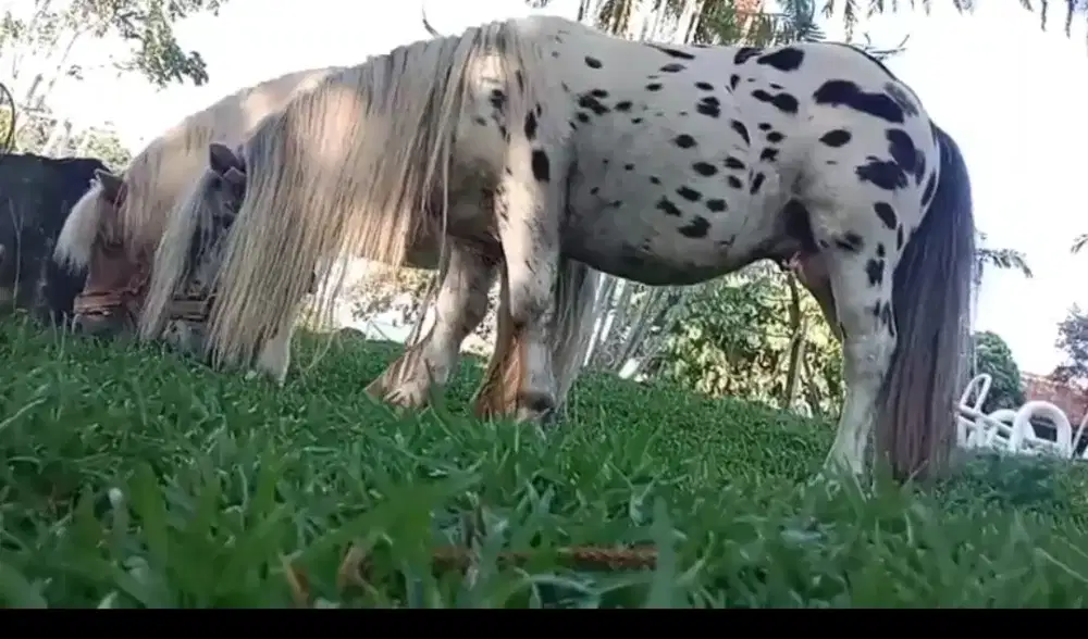 Kuda poni shetland baru murah