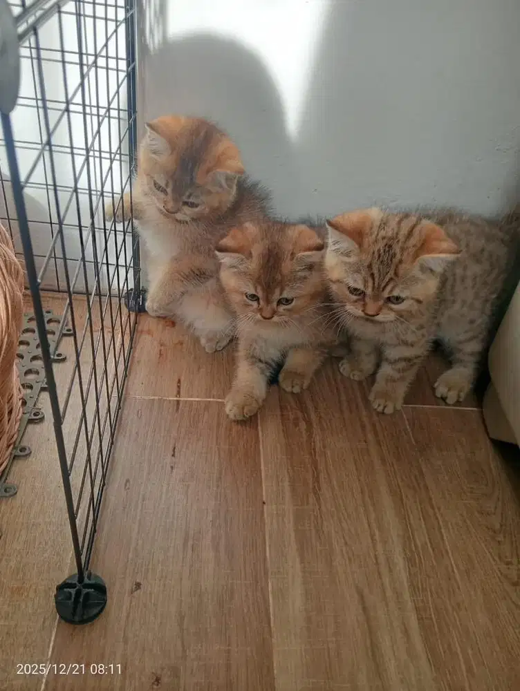 Kitten BSH (British Short Hair) warna premium golden shaded