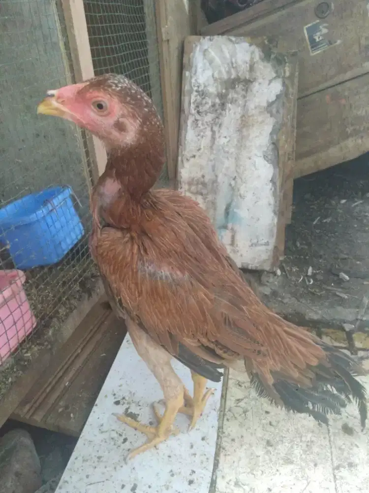 Ayam ekor lidi12345