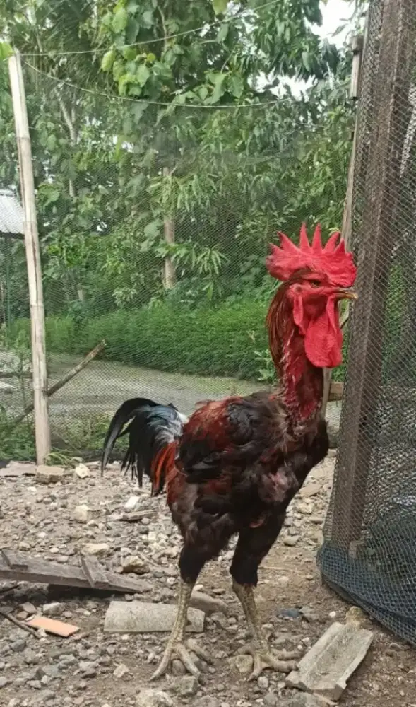 babon ayam pelung muda jumbo trah bagus