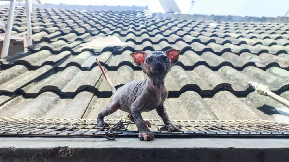 Kucing Sphynx levkoy