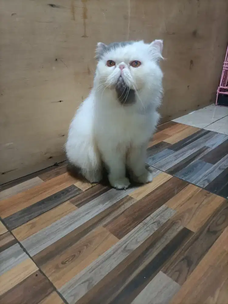 Bagus nih buat pejntan