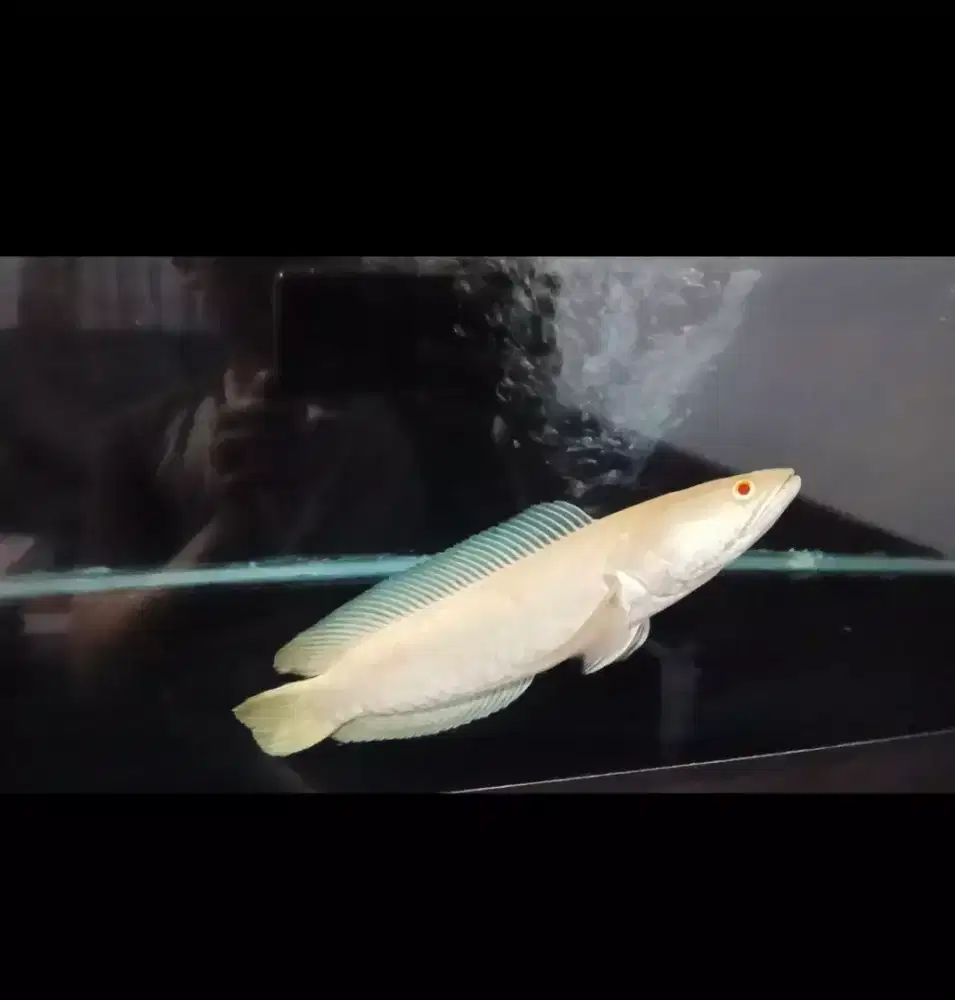 channa striata albino -+30cm