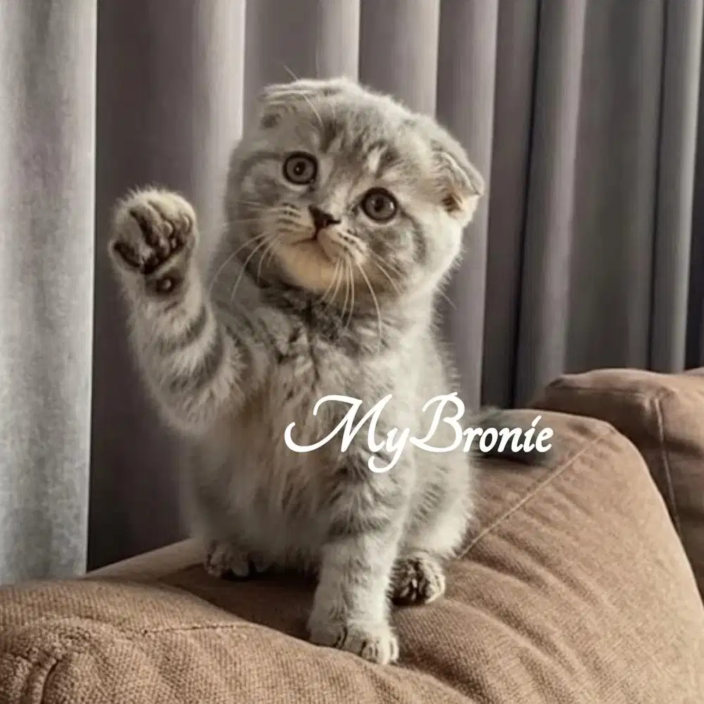 Kucing scottish fold betina blue tabby