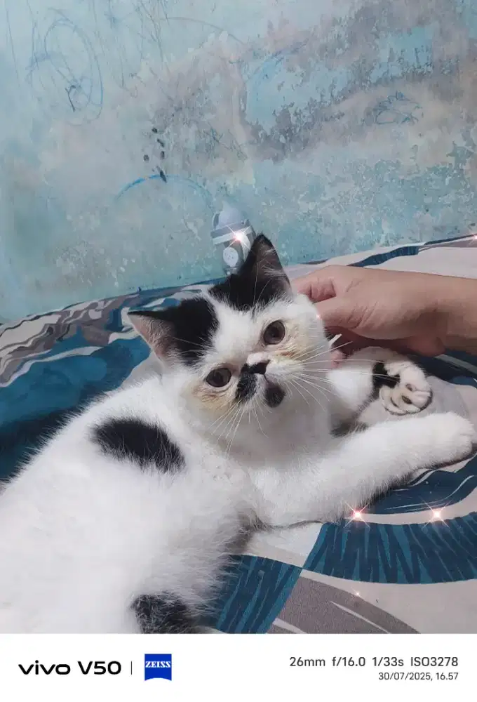 Kucing jantan peaknose exco 6bulan