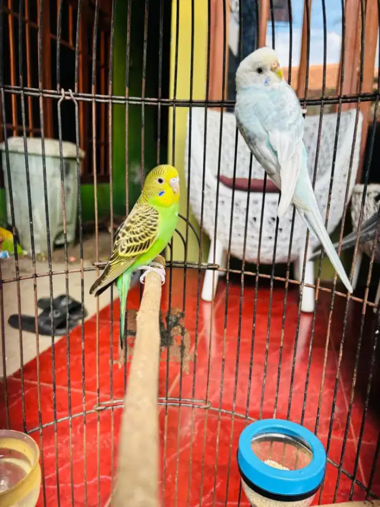 Parkit Sepasang Plus Kandang