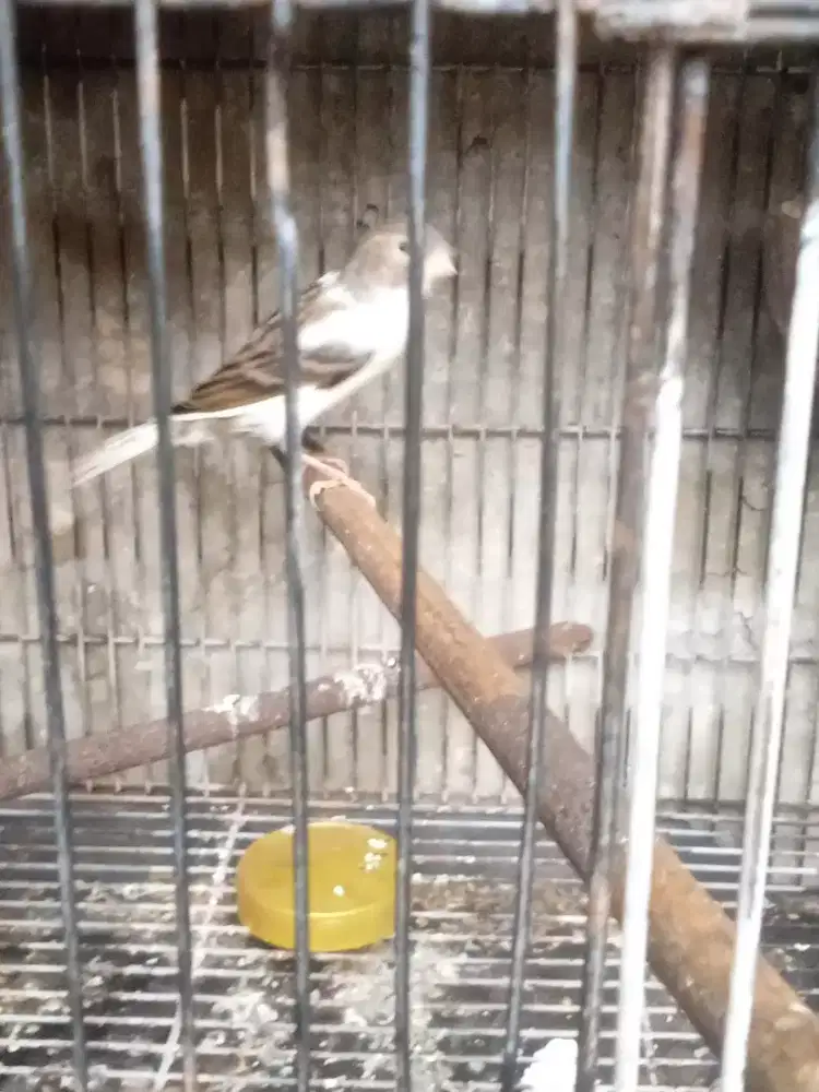 Kenari Loper Bon Panda Betina Siapan