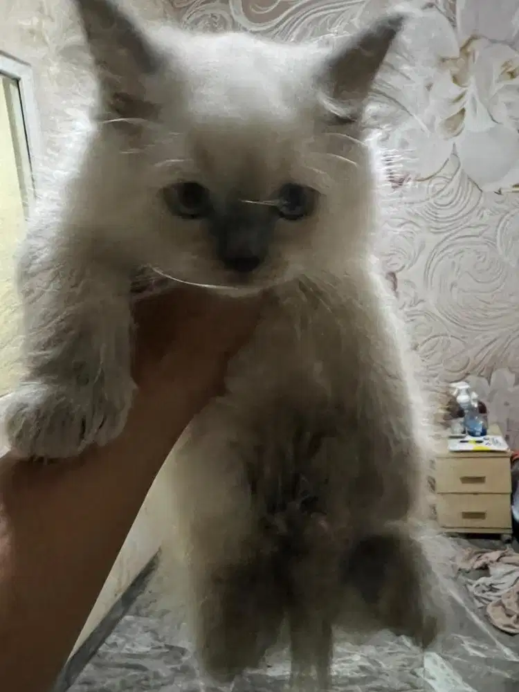Kucing himalaya