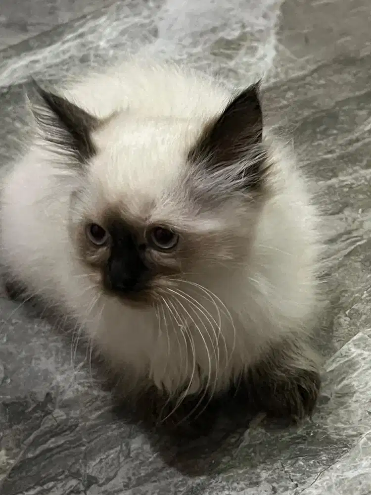 Kucing himalaya