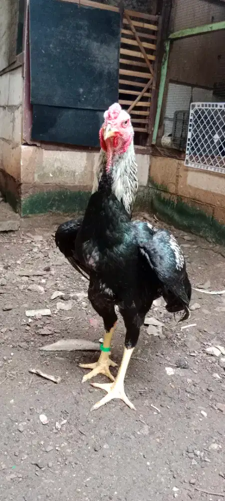 Ayam Jantan Shamo Ballack
