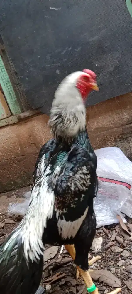 Ayam Jantan Shamo Ballack