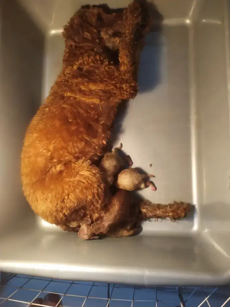 Anakan toy red poodle