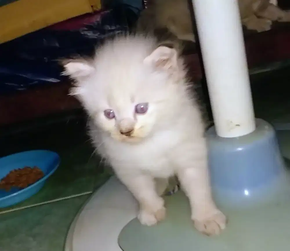 Kitten Persia 2 Bulan