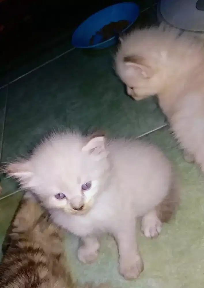 Kitten Persia 2 bulan