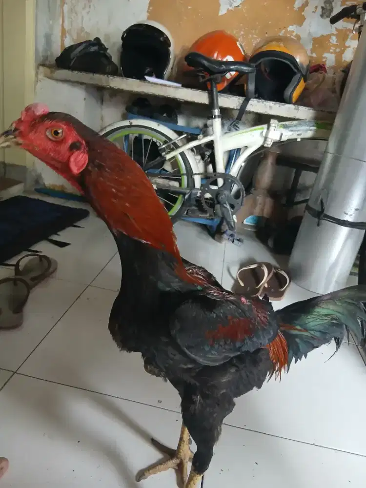 Monggo yg minat ayam bangkok umur 7 bulan an tulangan padat