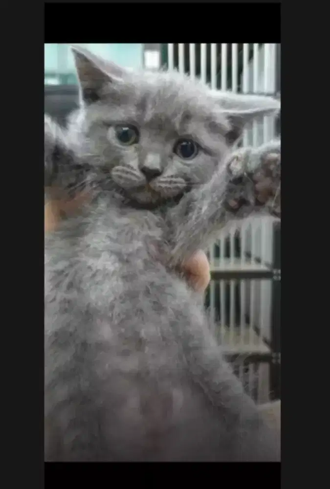 Kucing kitten British longhair Female