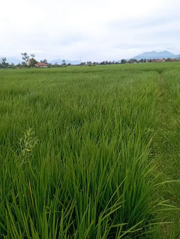 Dijual Sawah Warisan Keluarga