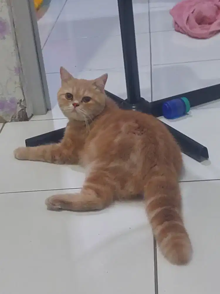 Kucing BSH jantan