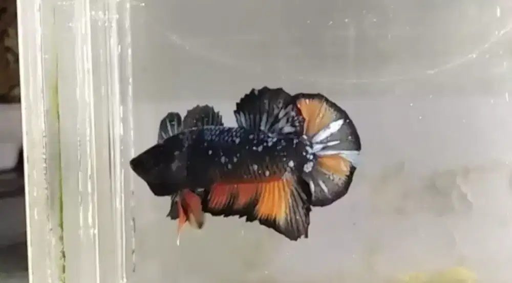 Ikan cupang plakat black varian