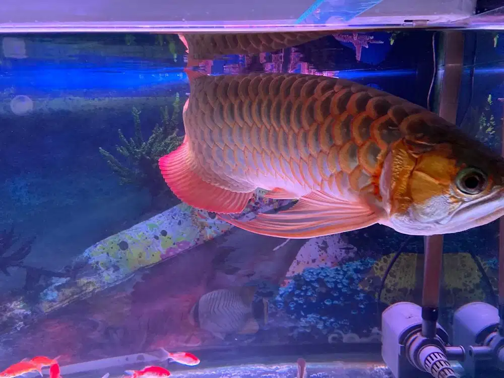 Ikan Arwana Golden Red