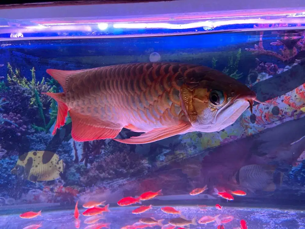 Ikan Arwana Golden Red