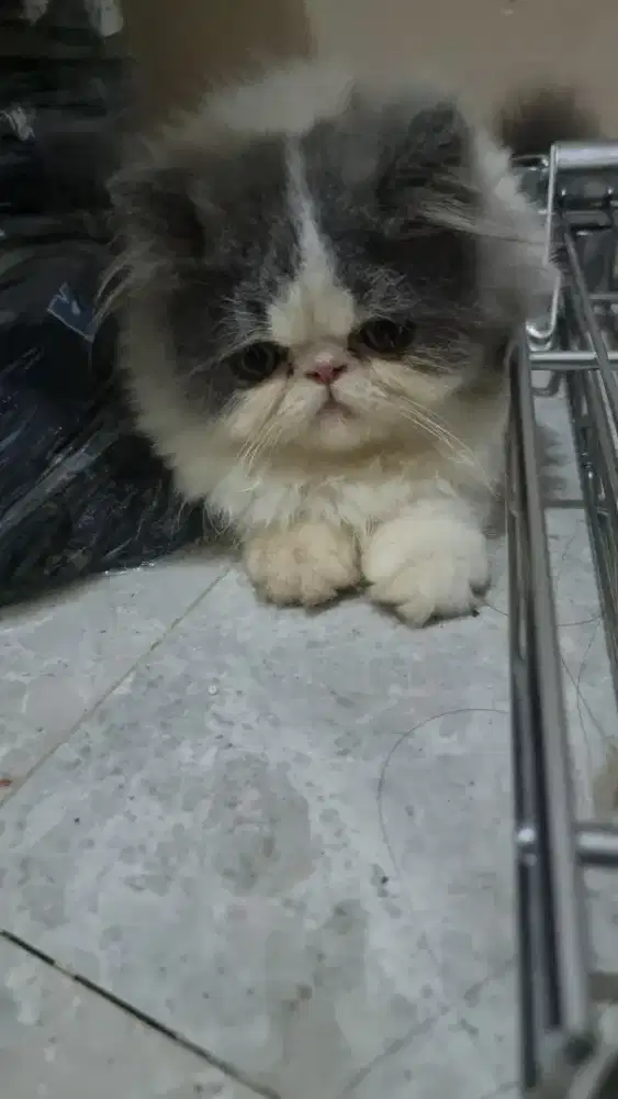 Kitten Persia Peaknose LongHair