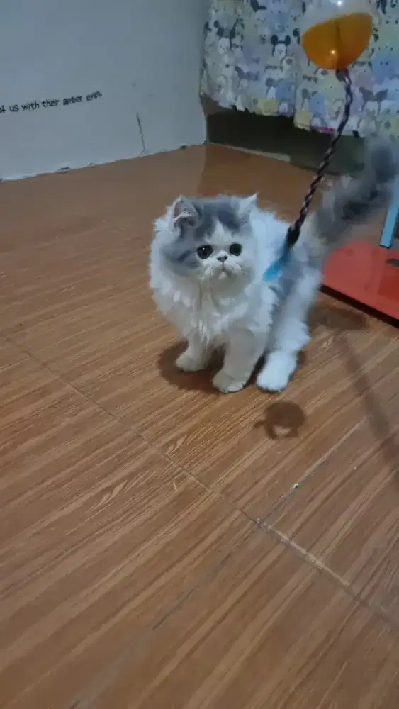 Kitten Persia Peaknose calico Longhair