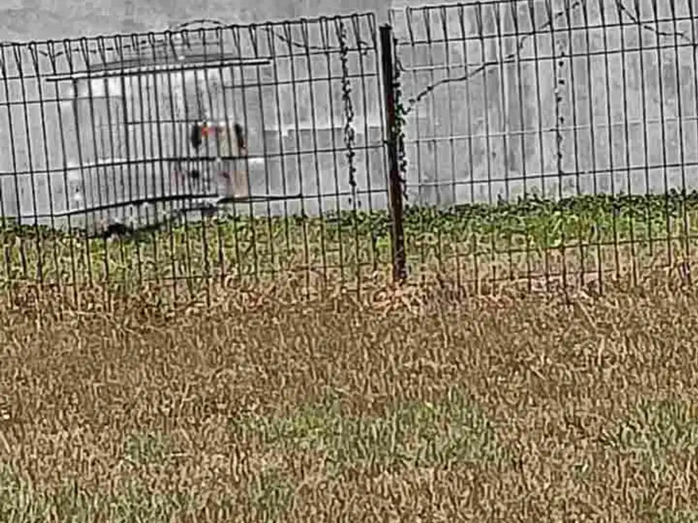 Palma Grandia Citraland Surabaya