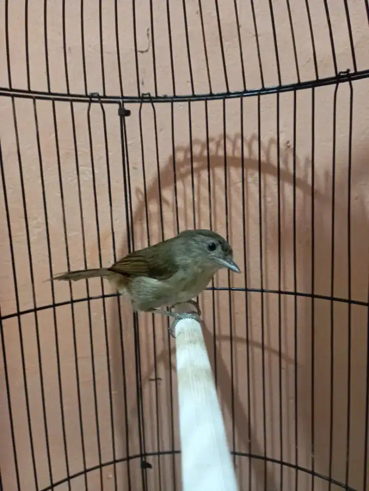 Burung flamboyan rajin bunyi untuk masteran kacer