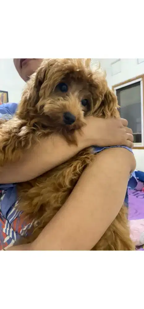 Dijual cepat red poodle