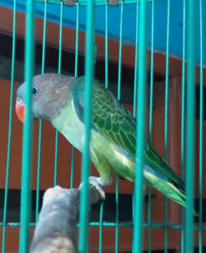 LOVEBIRD warna KTP JANTAN 1 JUTA FULSET