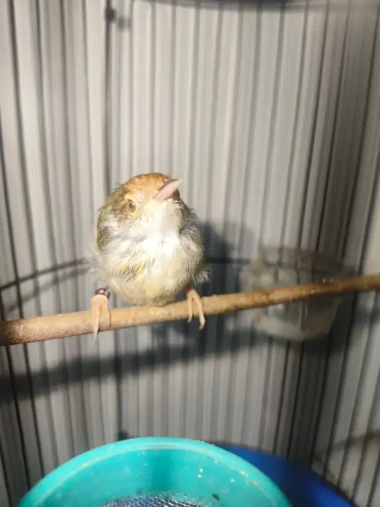 Perenjak bawah jantan