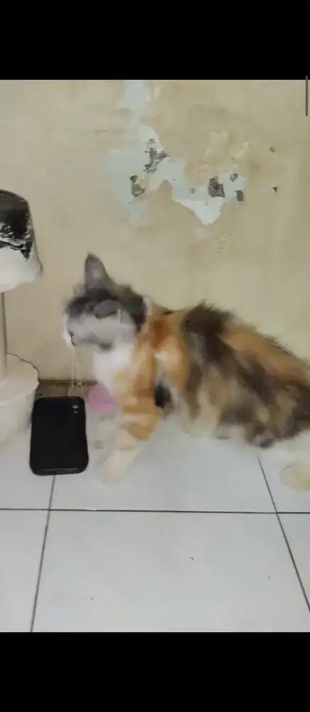 Jual anakan kucing persia