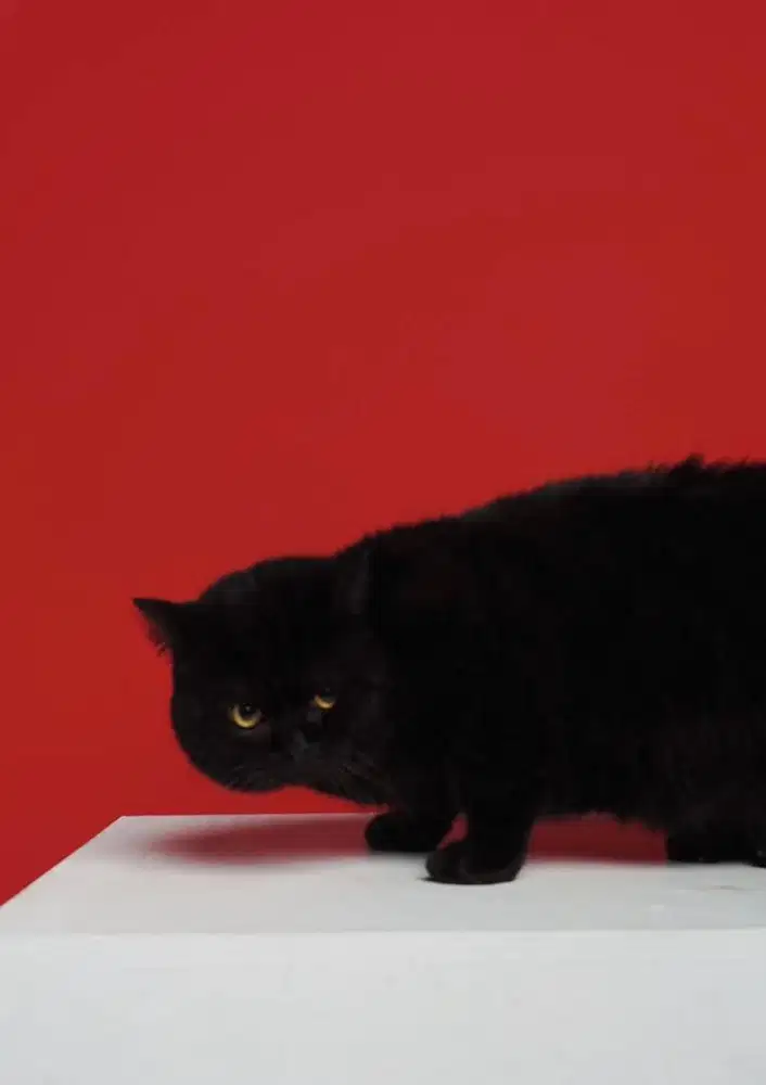 British shorthair / BSH black solid Jantan Line Import