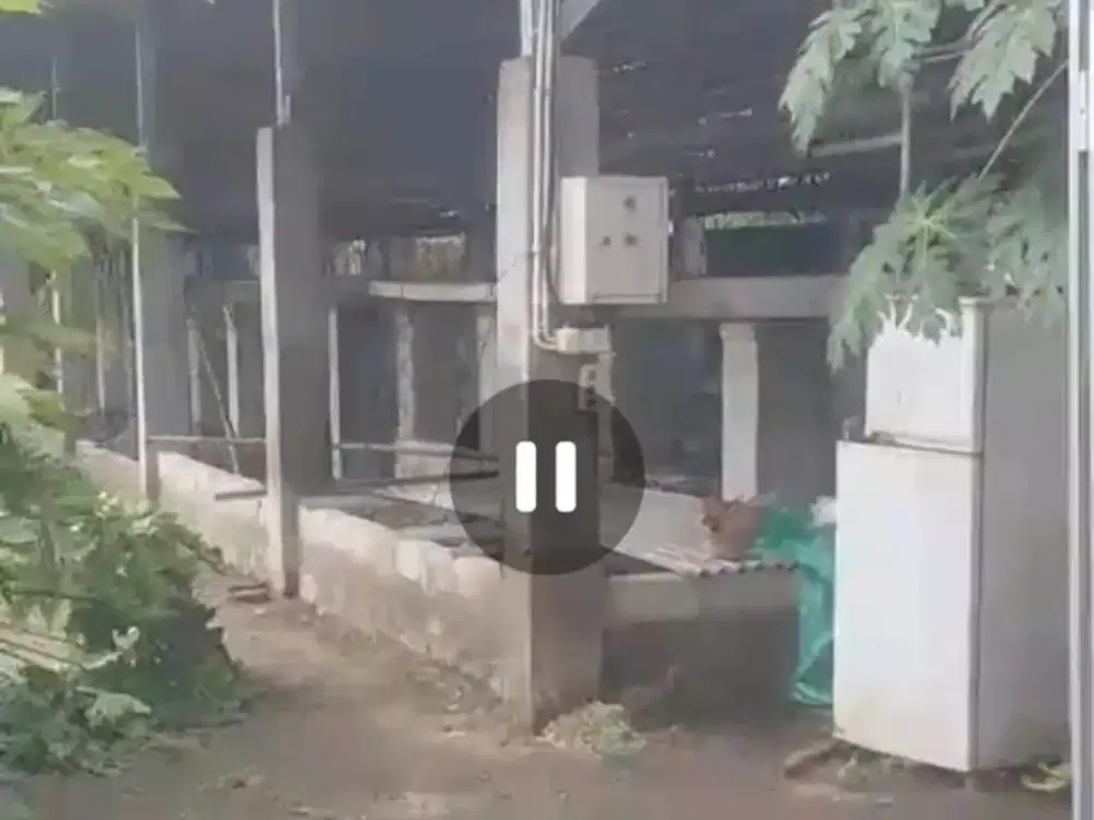 Dijual peternakan aktif ayam petelur nol jalan lebar Gudo, Jombang