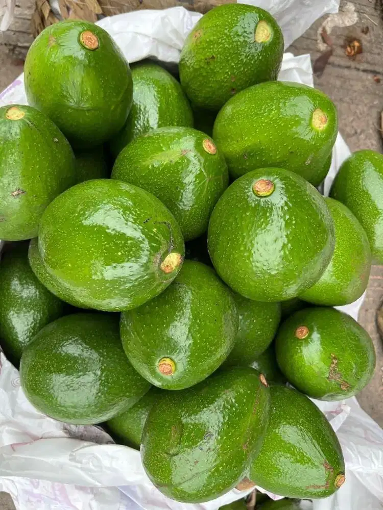 pokat aligator super free antar area medan