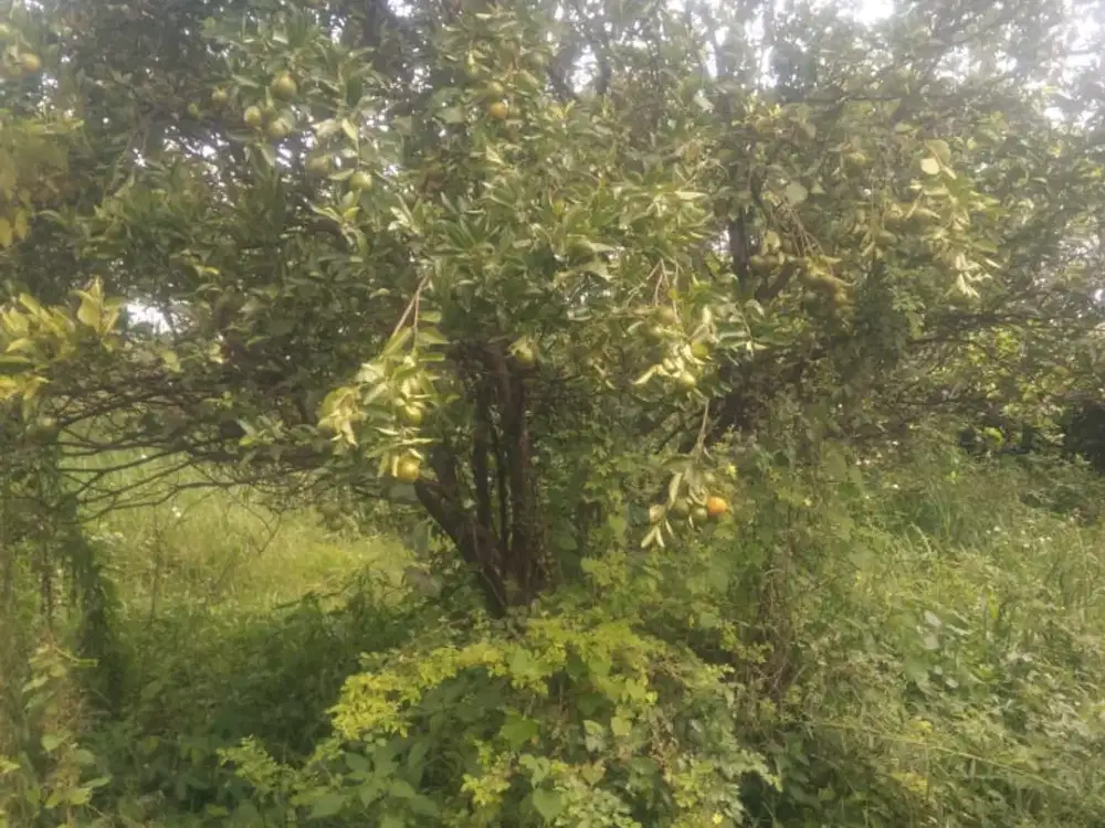 Dijual tanah cocok untuk peternakan ayam Trawas, Mojokerto