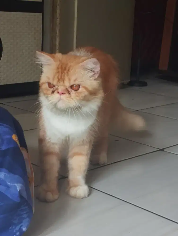 Kucing Persia jantan