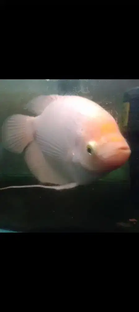 Ikan gurame Padang rawatan